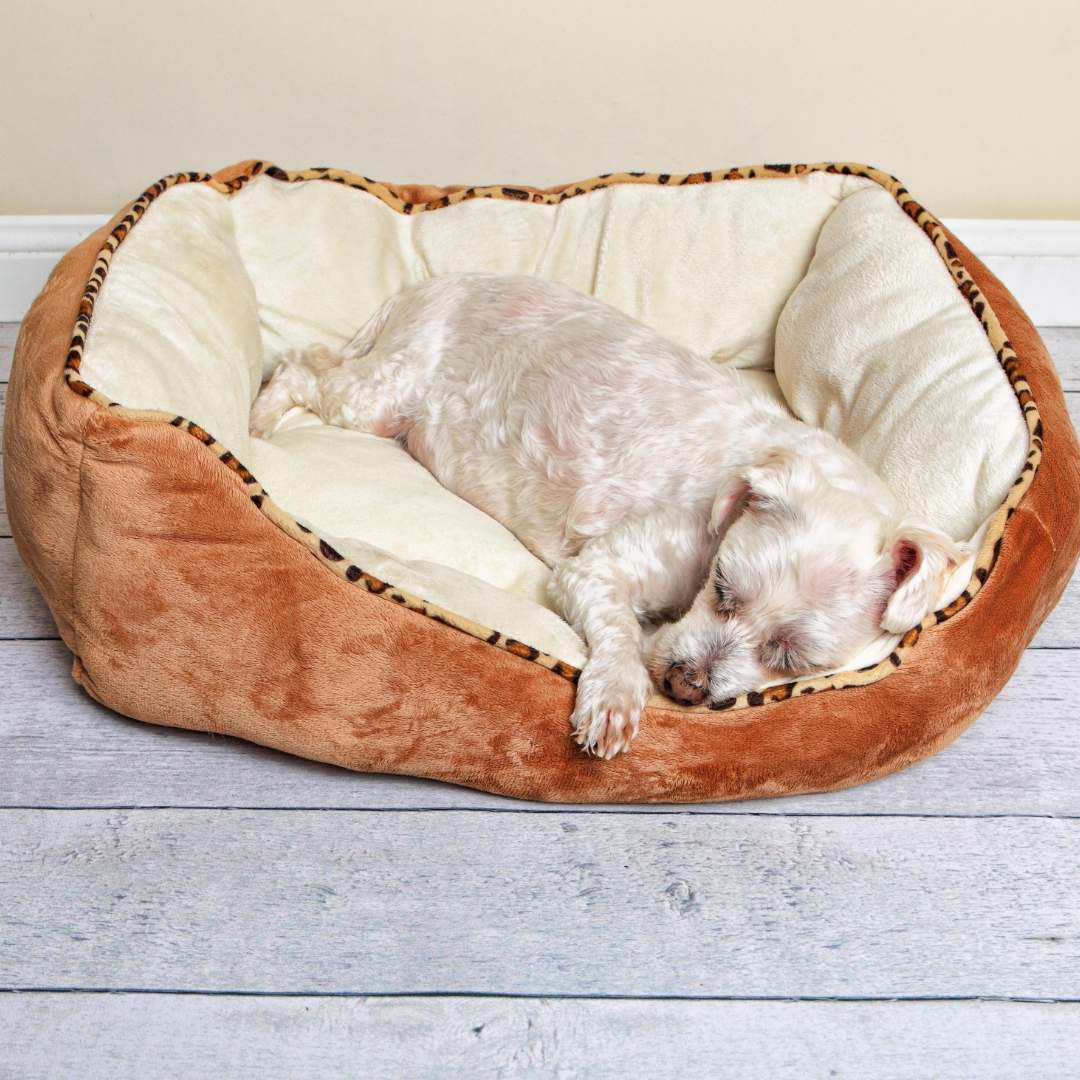 Pet Beds & Furniture