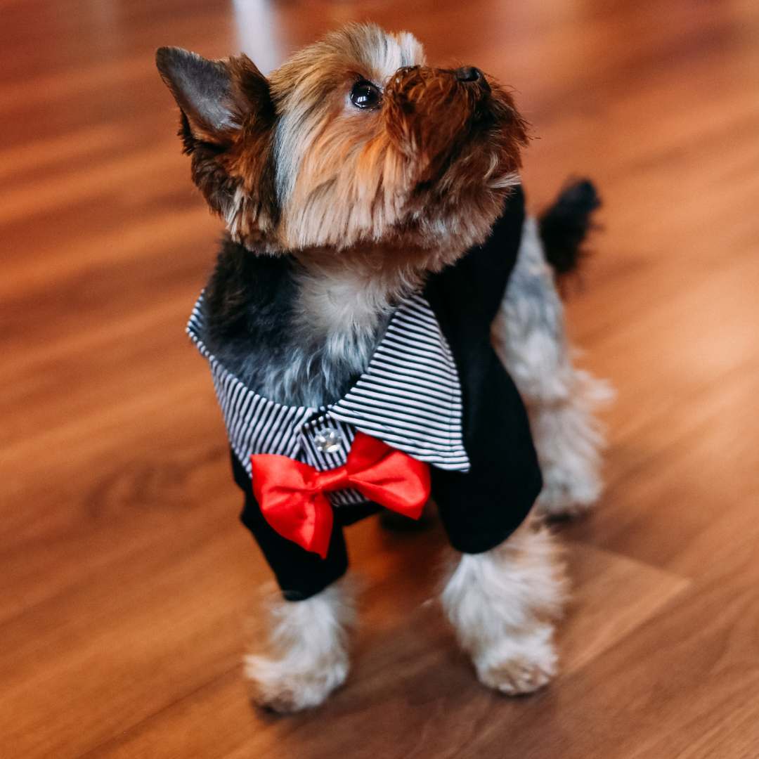 Animal Clothing & Accessories