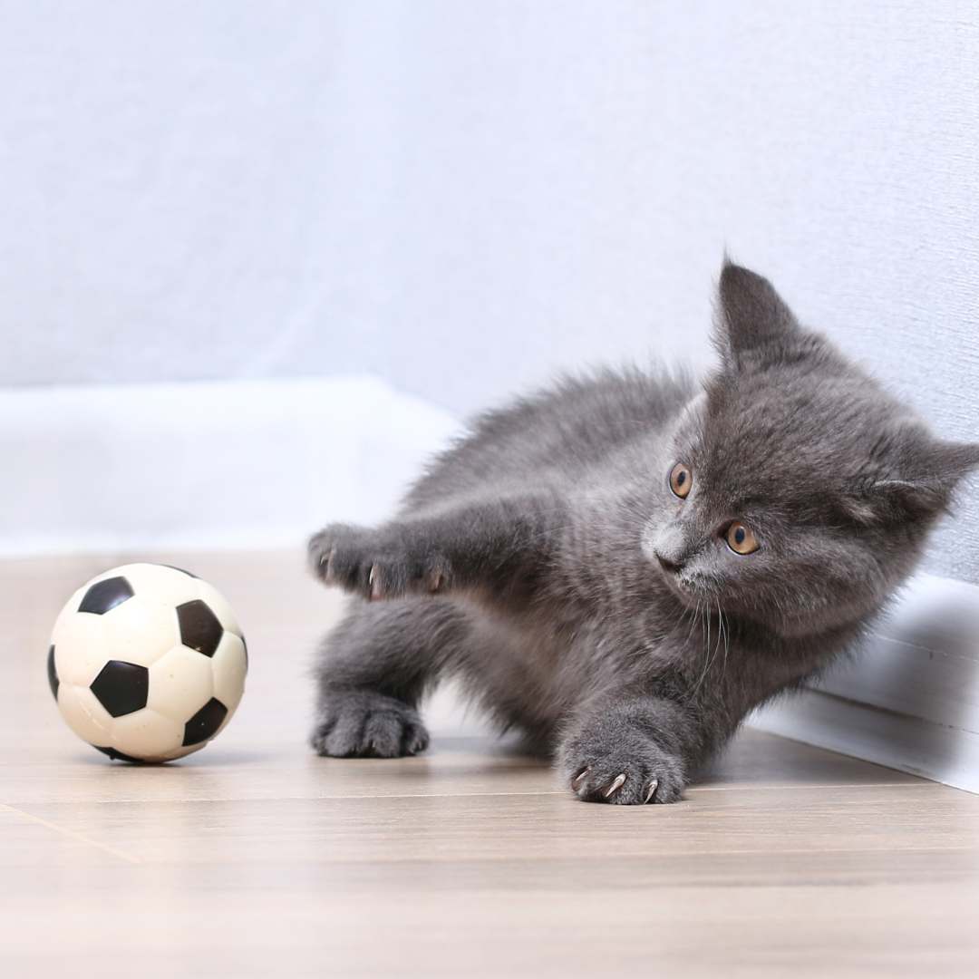 Toys & Activities