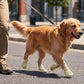 Breathable Waterproof Dog Shoes Hot Pavement Summer Boots