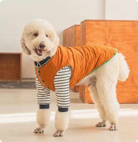 Thermal Protection Large Dog Winter Clothing Labrador Retriever