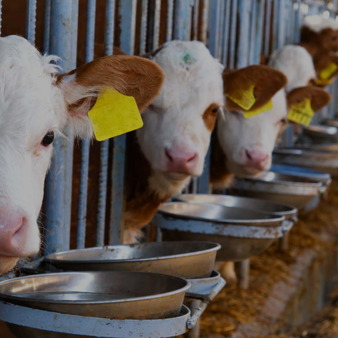 A row of cows with yellow ear tags standing at metal feeding troughs in a barn.