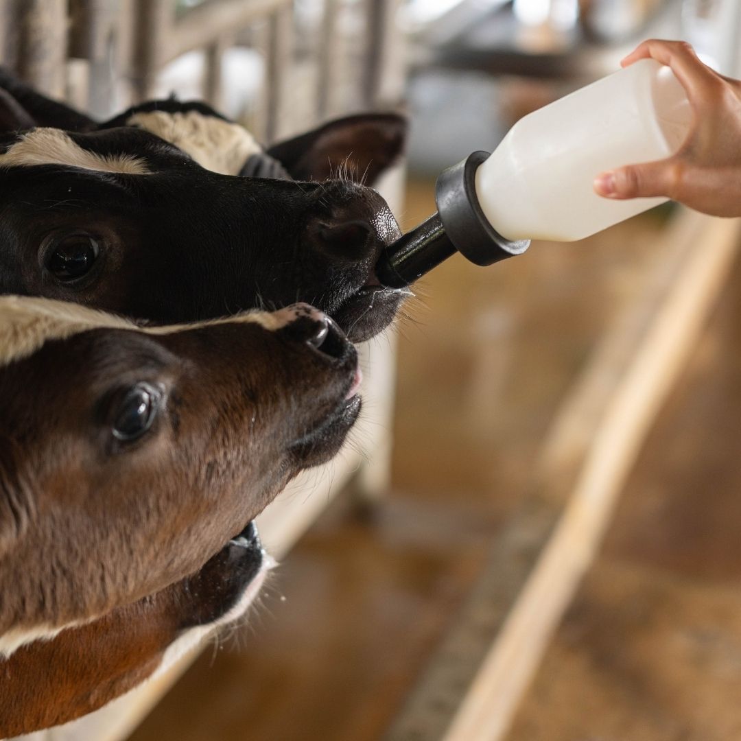 A close-up of two cows drinking from a white plastic bottle held by a person in a barn setting.