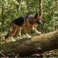Breathable Waterproof Dog Shoes Hot Pavement Summer Boots