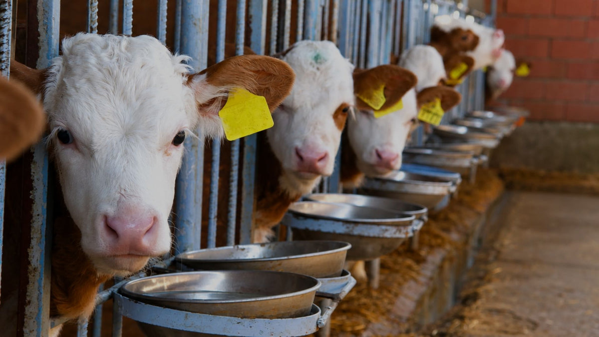 Several cows with yellow ear tags lean over metal feeding troughs in a barn setting.