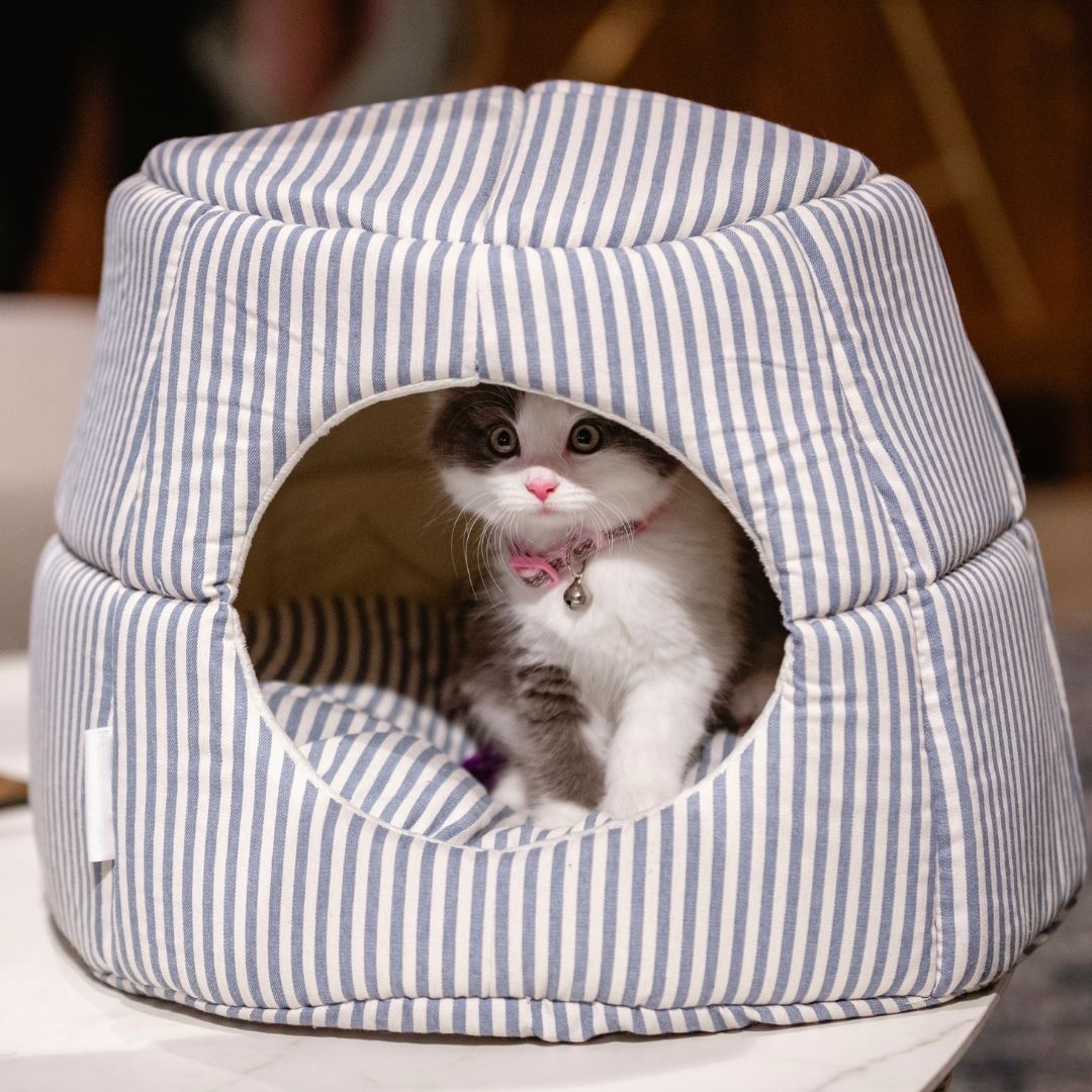 A small kitten sits inside a round, soft pet house with blue and white vertical stripes. The pet house has a circular opening and is placed on a light-colored surface with a blurred indoor background.