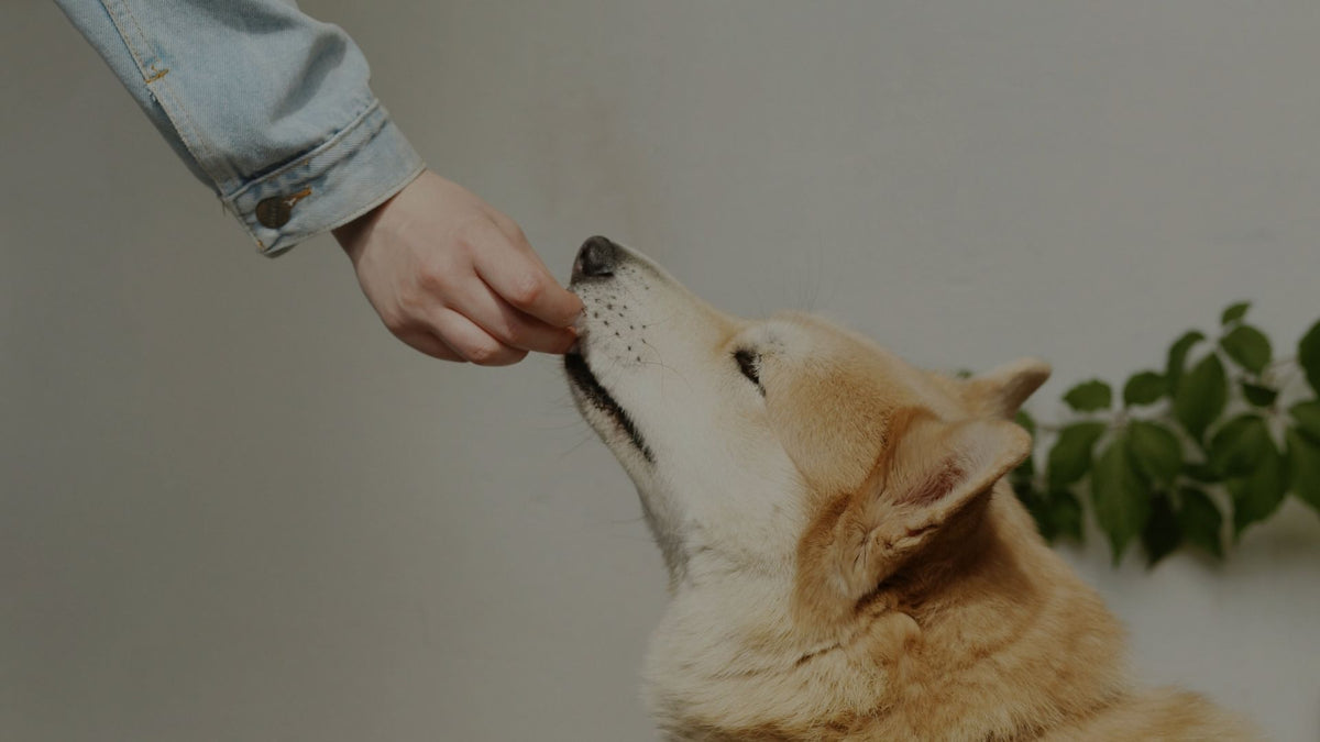 A golden retriever dog looks up as a person in a light blue denim jacket offers it a treat from their hand, with a soft-focus gray wall and green leaves in the background.