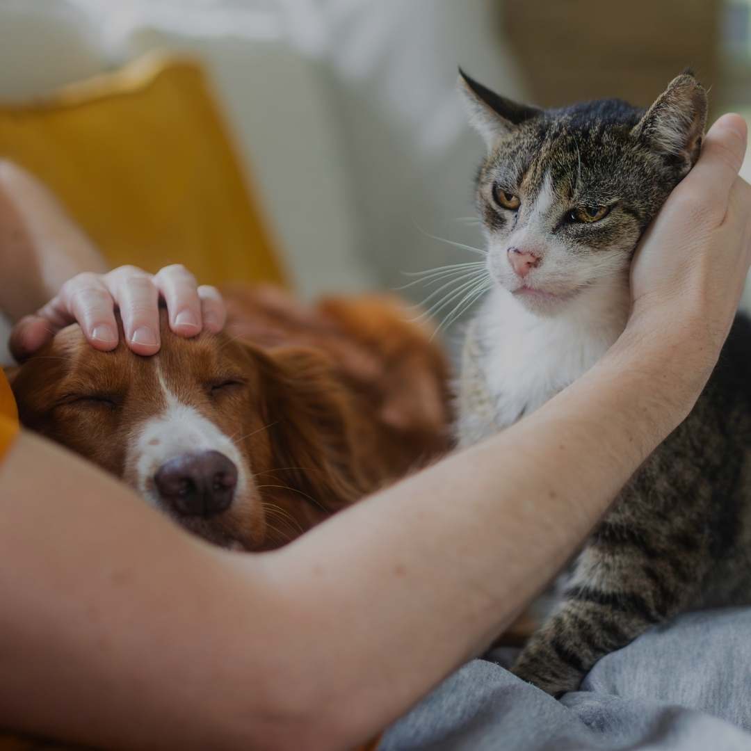 A person's hands gently petting a brown and white dog and a tabby and white cat sitting together on a couch in a cozy indoor setting.