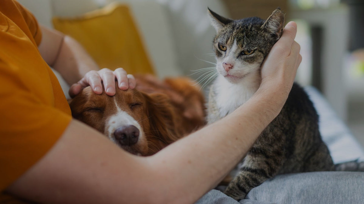 A person in an orange shirt pets a brown and white dog while a tabby and white cat sits beside them on a couch in a cozy indoor setting.