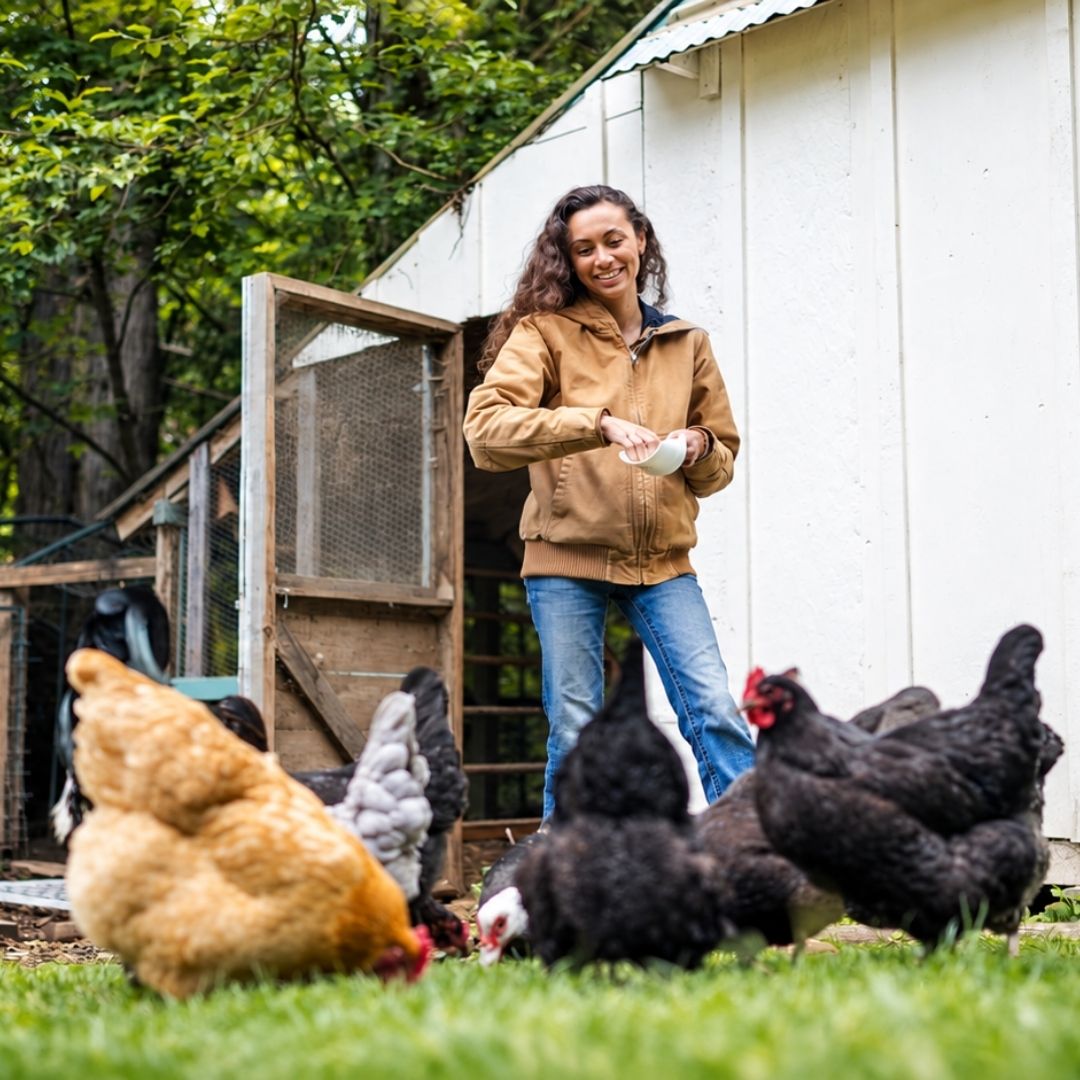 A woman wearing a tan zip-up jacket and blue jeans stands on a grassy farmyard feeding several black and brown chickens in front of a white chicken coop.